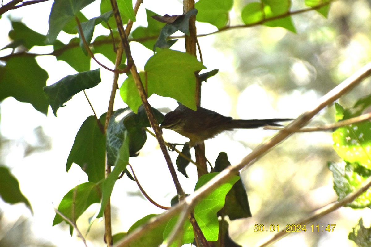 Plain-mantled Tit-Spinetail - ML615213142