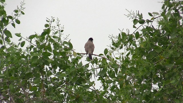 White-eared Bulbul - ML615213147