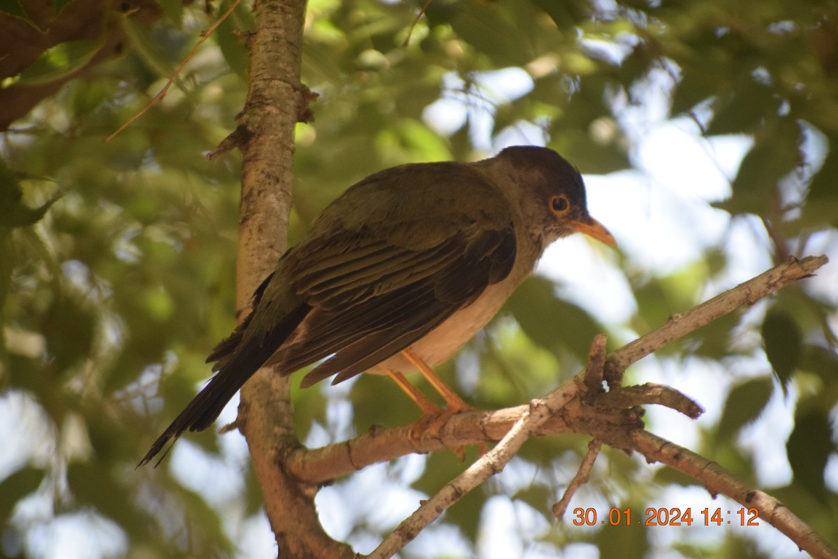 Austral Thrush - ML615213190