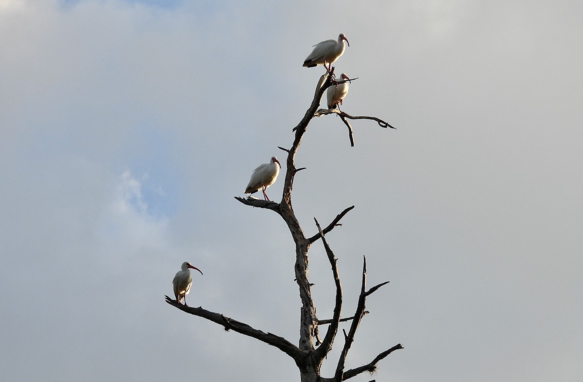 White Ibis - ML615213191