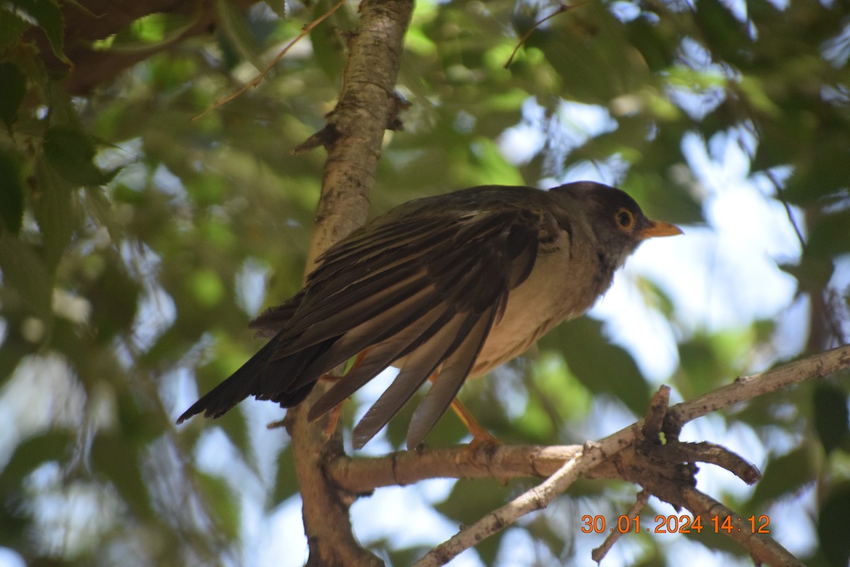 Austral Thrush - ML615213192