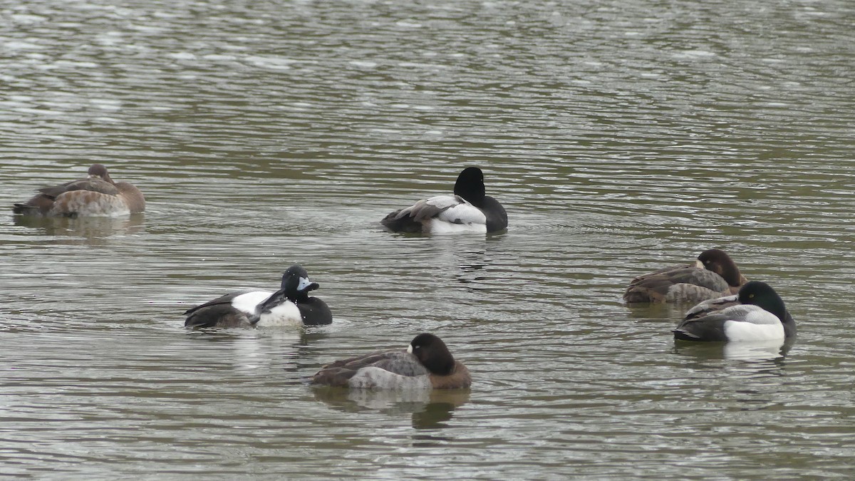 Greater Scaup - ML615213194