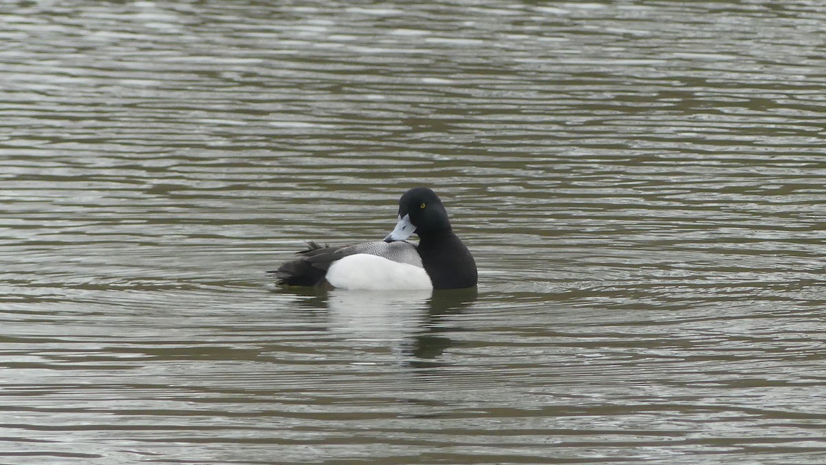 Greater Scaup - ML615213213