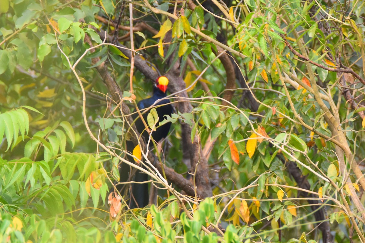 Violet Turaco - ML615213248