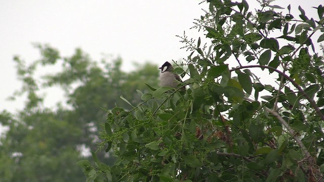 Bulbul Orejiblanco - ML615213294