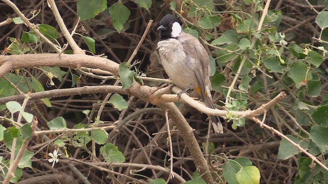 Bulbul Orejiblanco - ML615213457