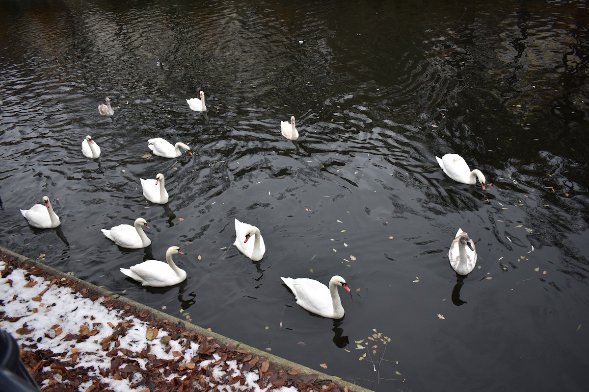 Cygne tuberculé - ML615213489