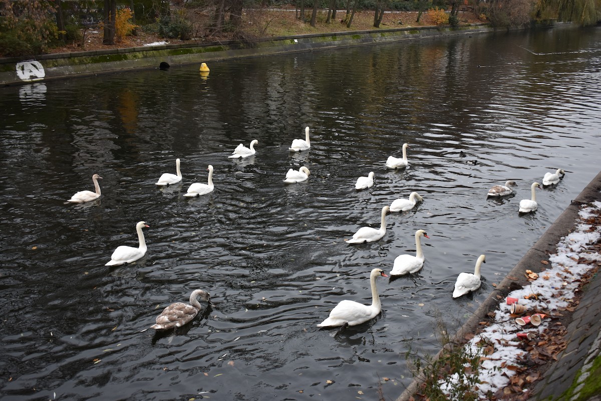 Cygne tuberculé - ML615213490