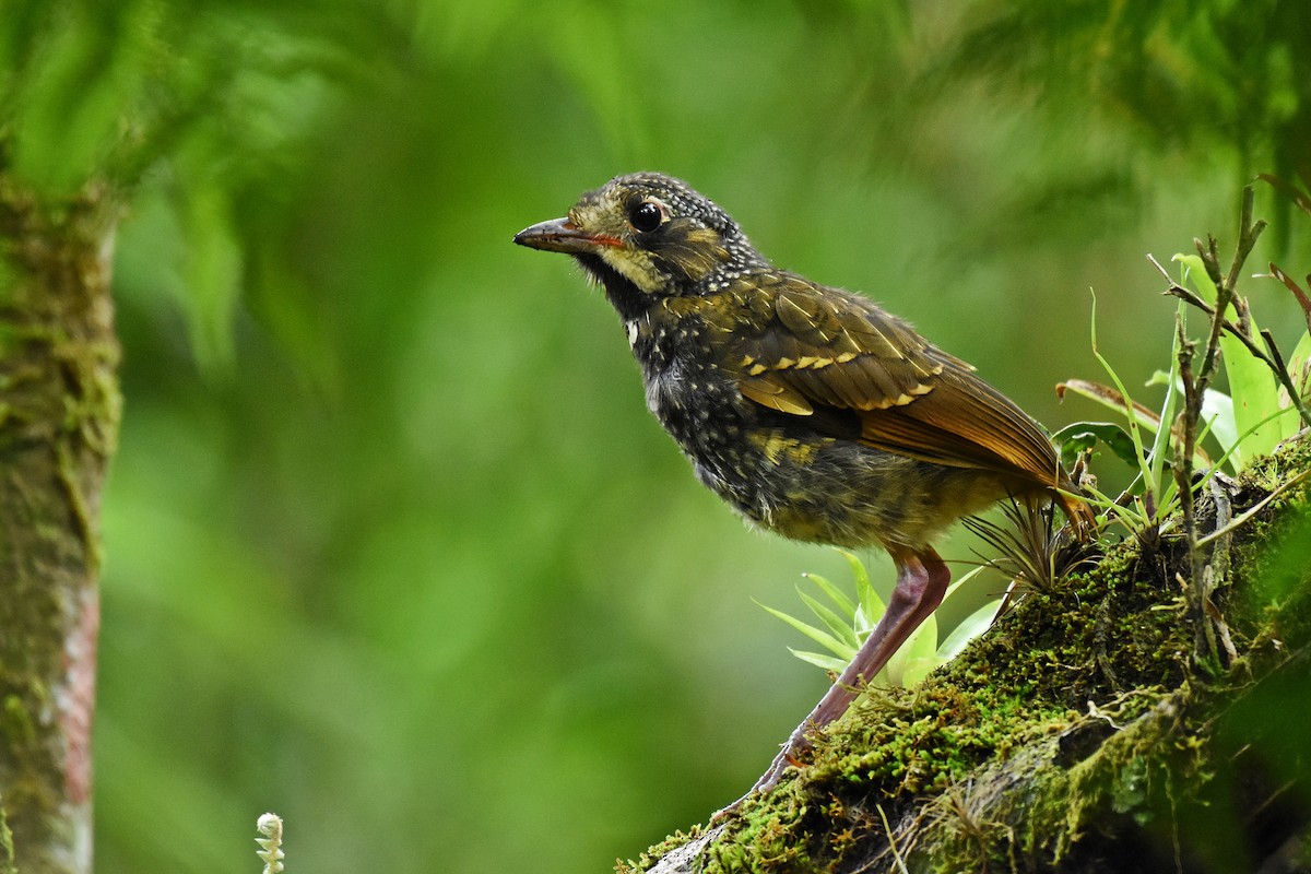 Variegated Antpitta - ML615213498