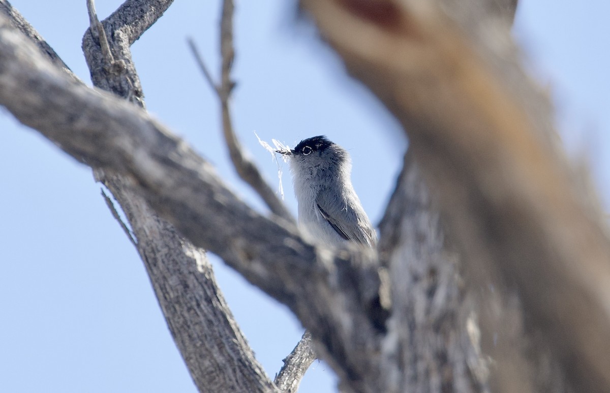 Blue-gray Gnatcatcher - ML615213525