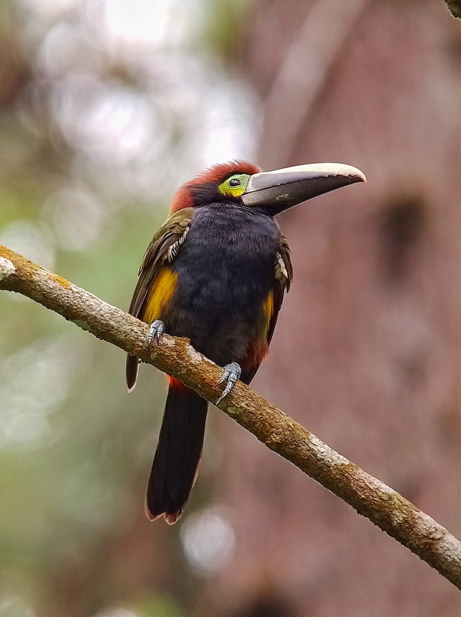 Yellow-eared Toucanet - ML615213574