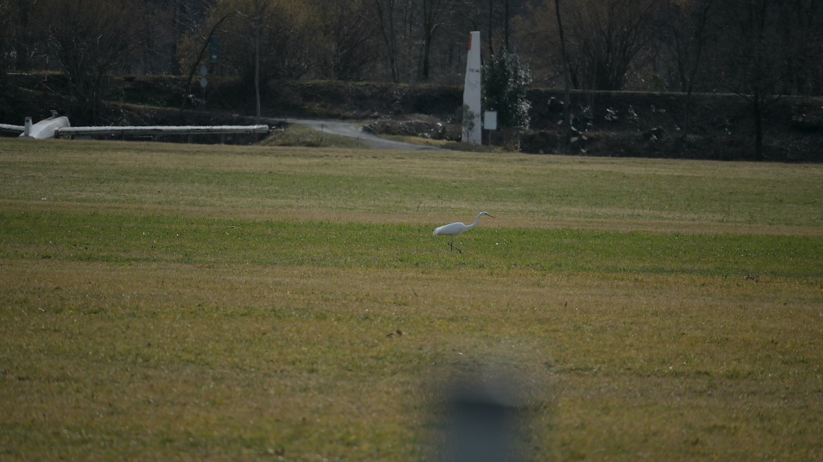 Great Egret - Roberto Lupi