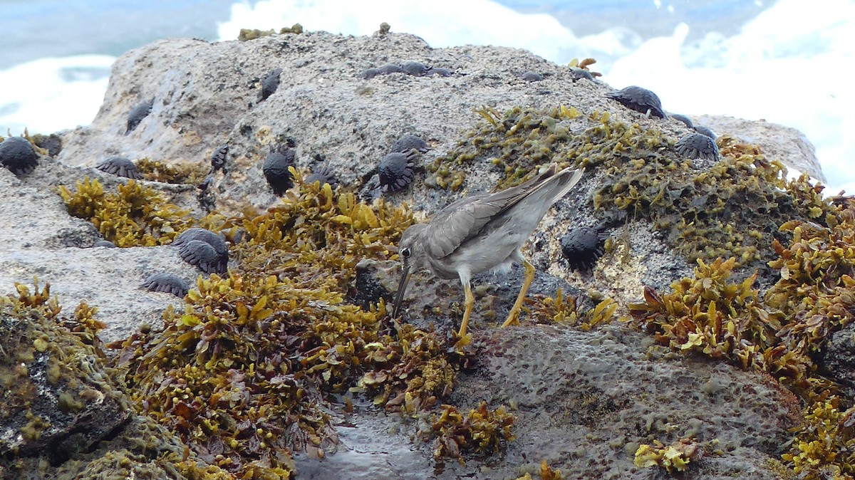 Wandering Tattler - ML615213599