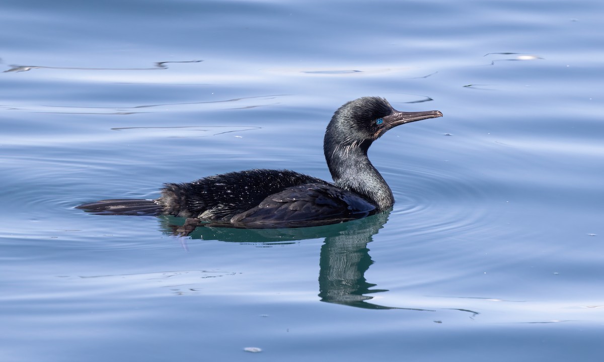 Brandt's Cormorant - ML615213617