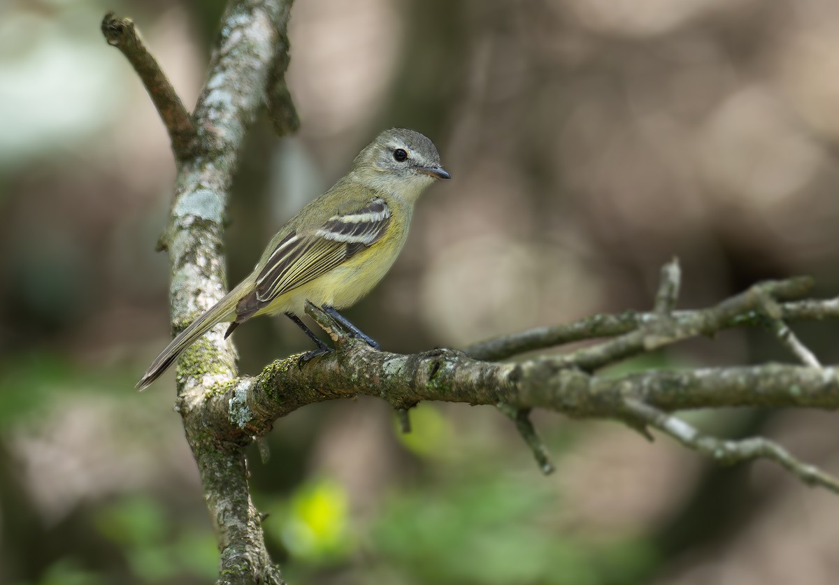 Sclater's Tyrannulet - ML615213622