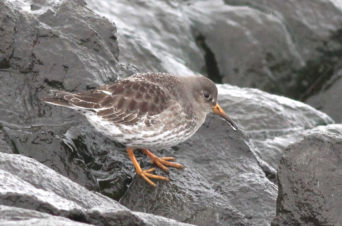 Purple Sandpiper - ML615213667