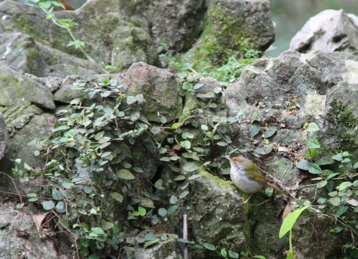 Common Tailorbird - ML615213742