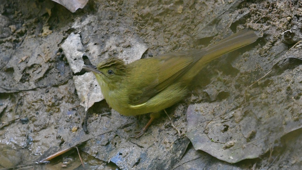 Cachar Bulbul - Carl Winstead