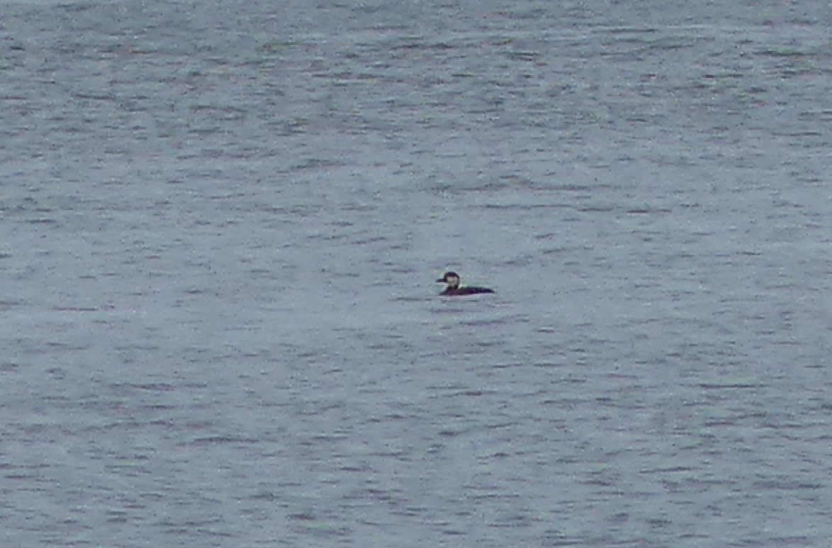 Black Scoter - Whitney Grover