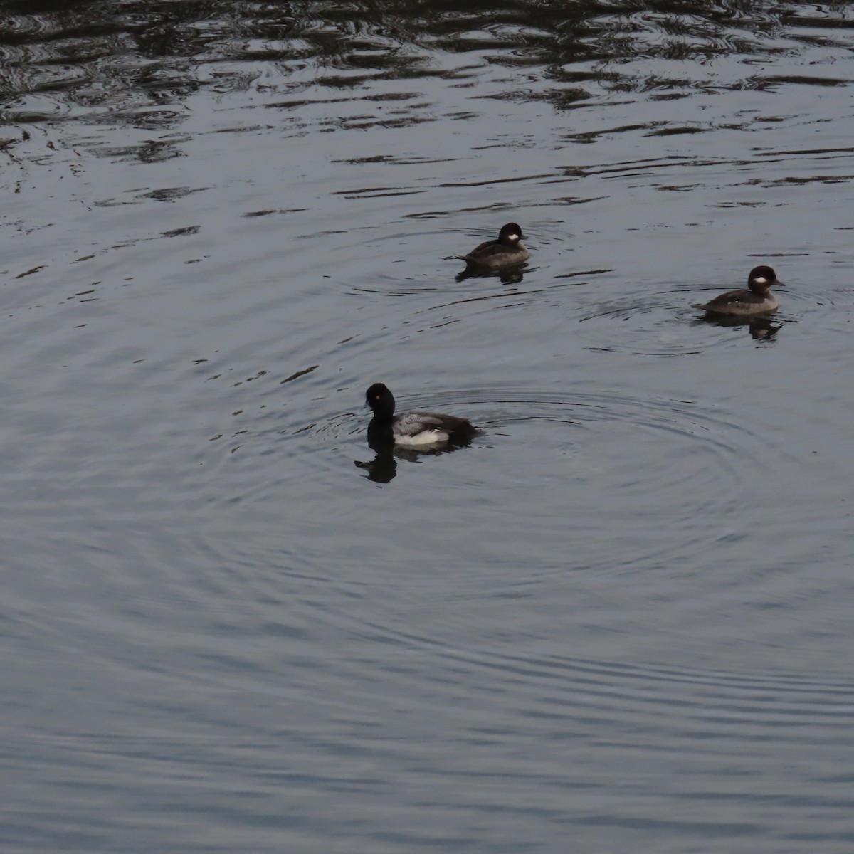 Lesser Scaup - ML615213883