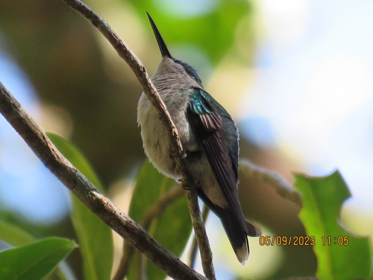 kolibřík fialovotemenný - ML615213891