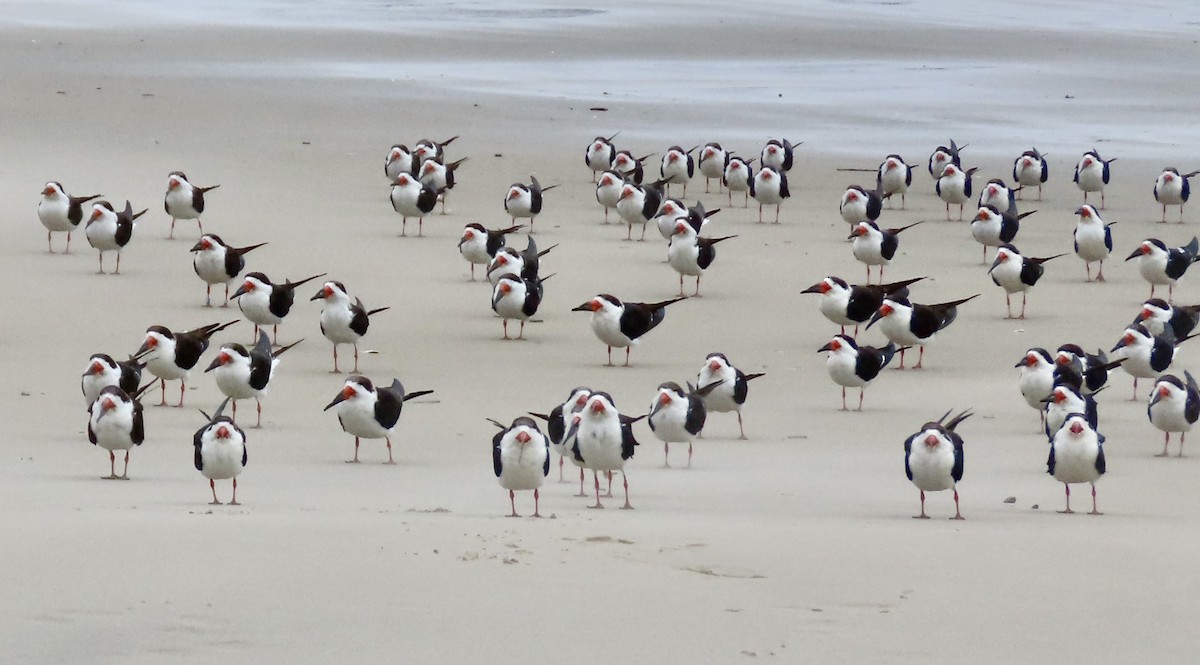 Black Skimmer - Roy Howard