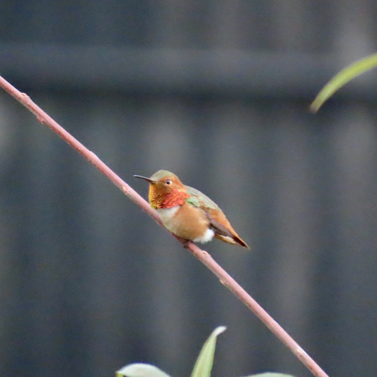 Colibrí de Allen - ML615213913