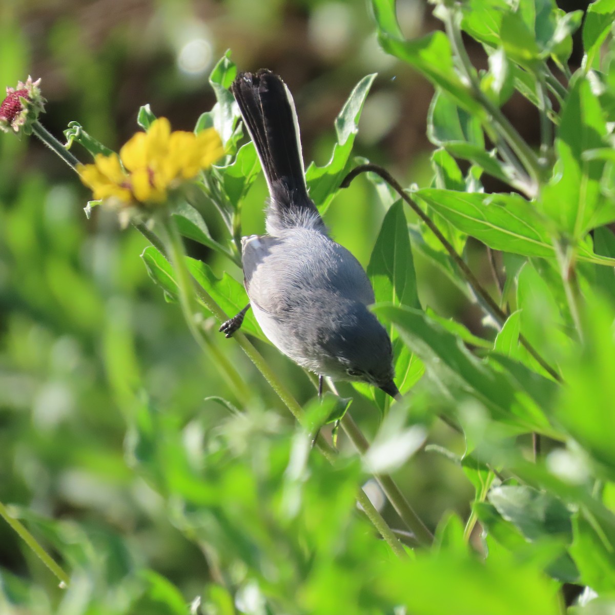 Blue-gray Gnatcatcher - Richard Fleming