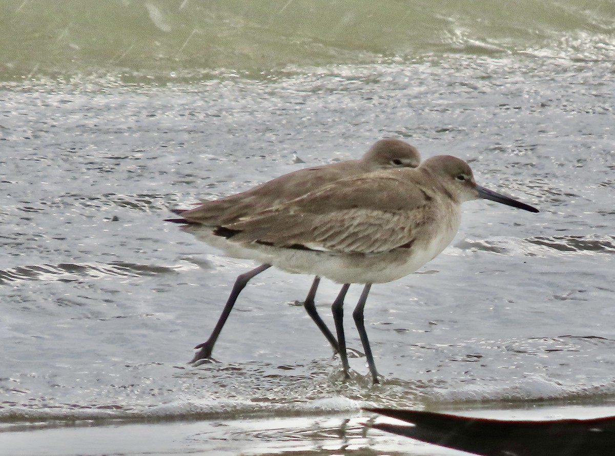 Willet - ML615213924