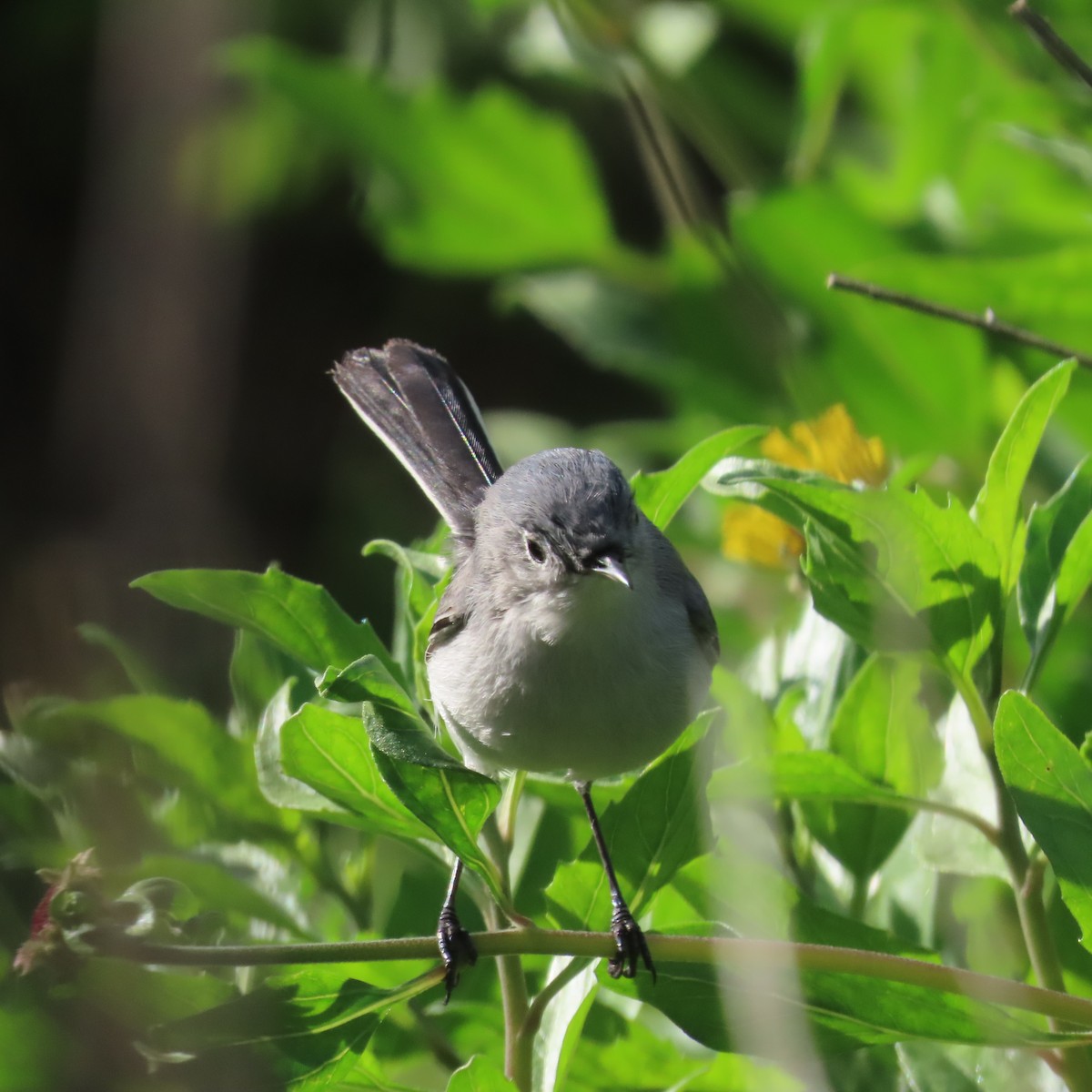 Blue-gray Gnatcatcher - ML615213929