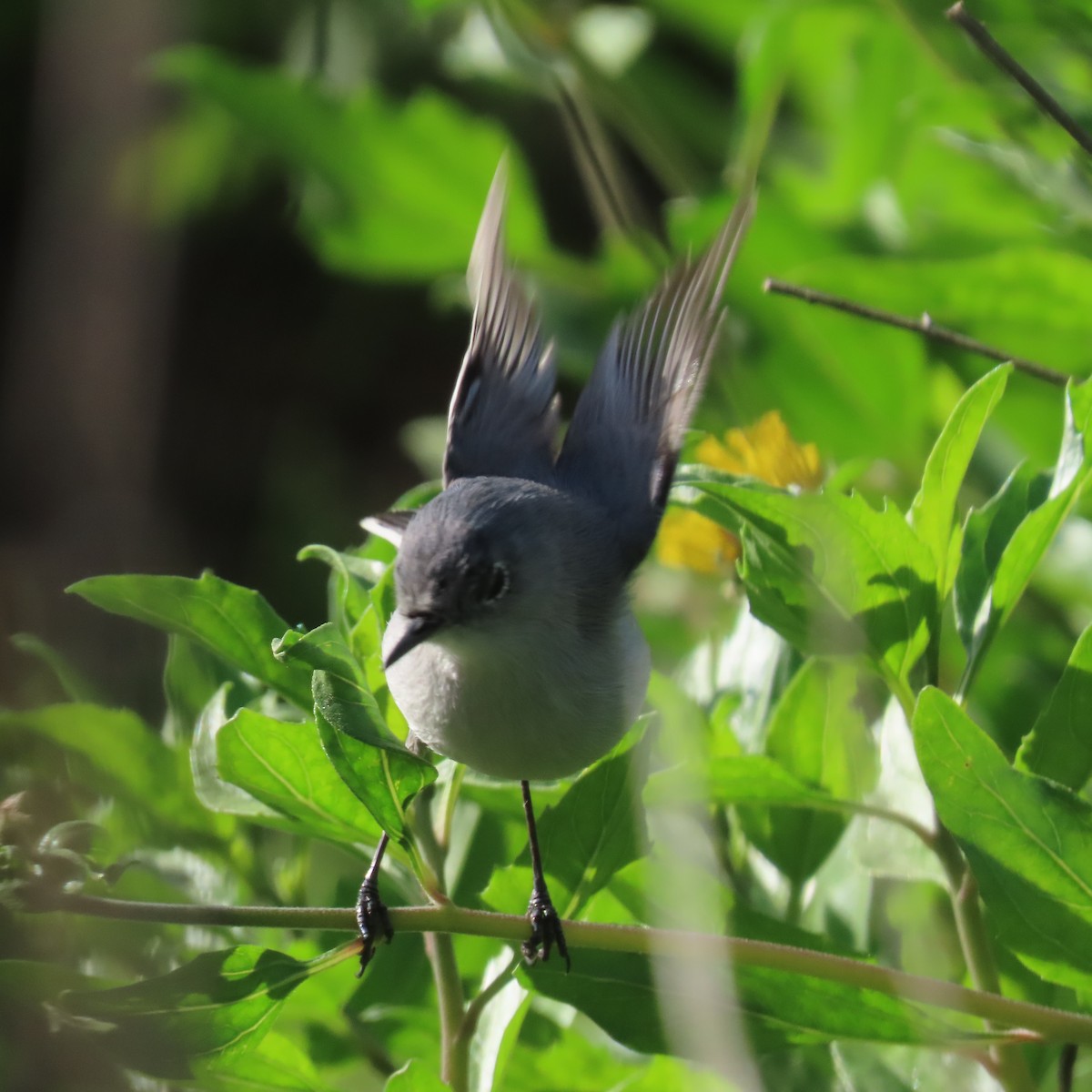 Blue-gray Gnatcatcher - ML615213934