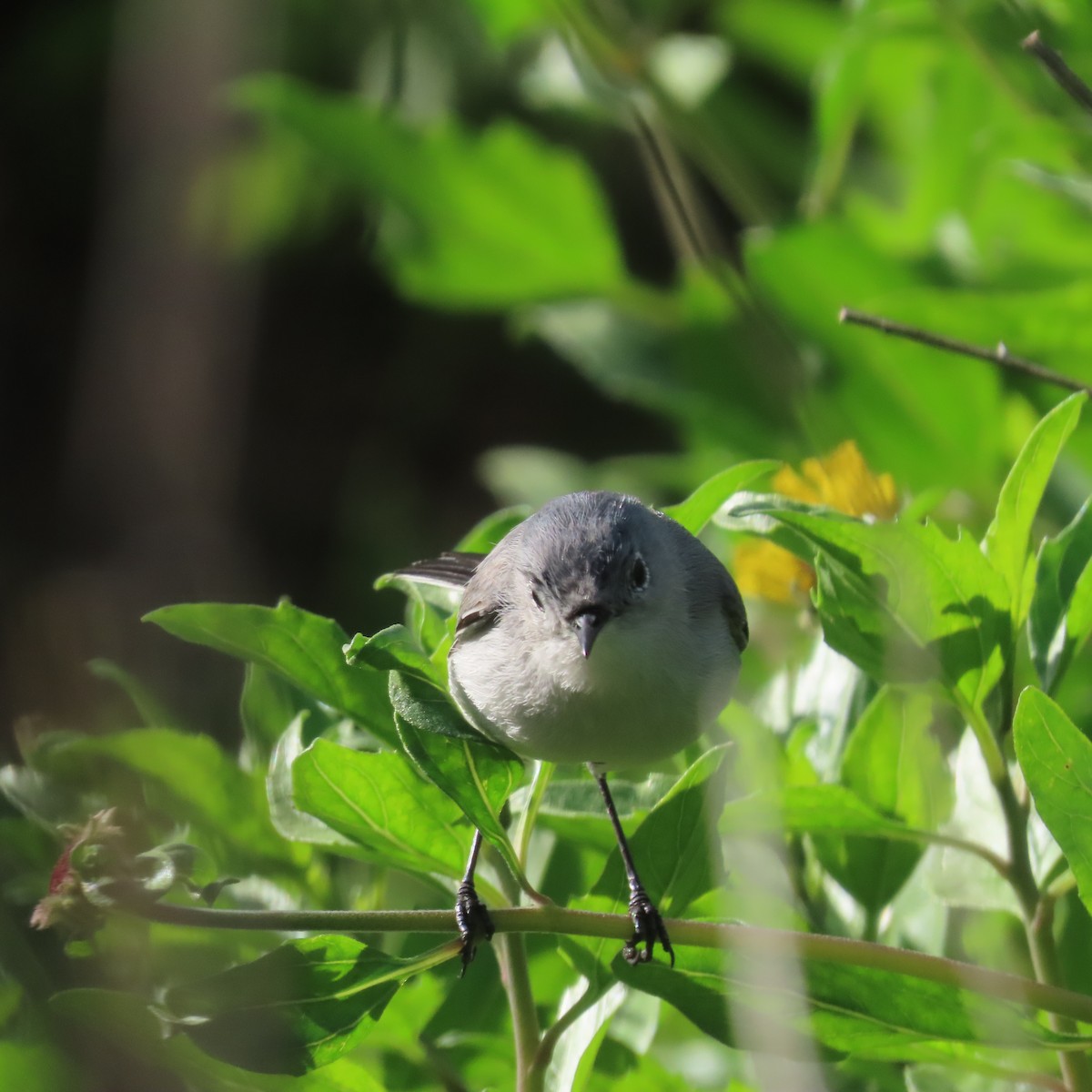 Blue-gray Gnatcatcher - ML615213936