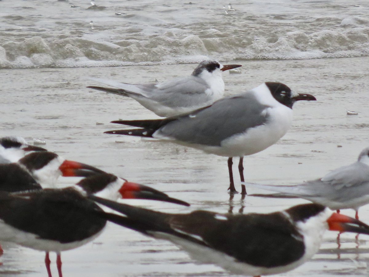 Laughing Gull - ML615213937