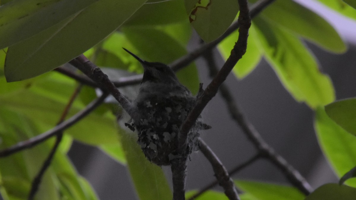 Anna's Hummingbird - Skyler Freeman