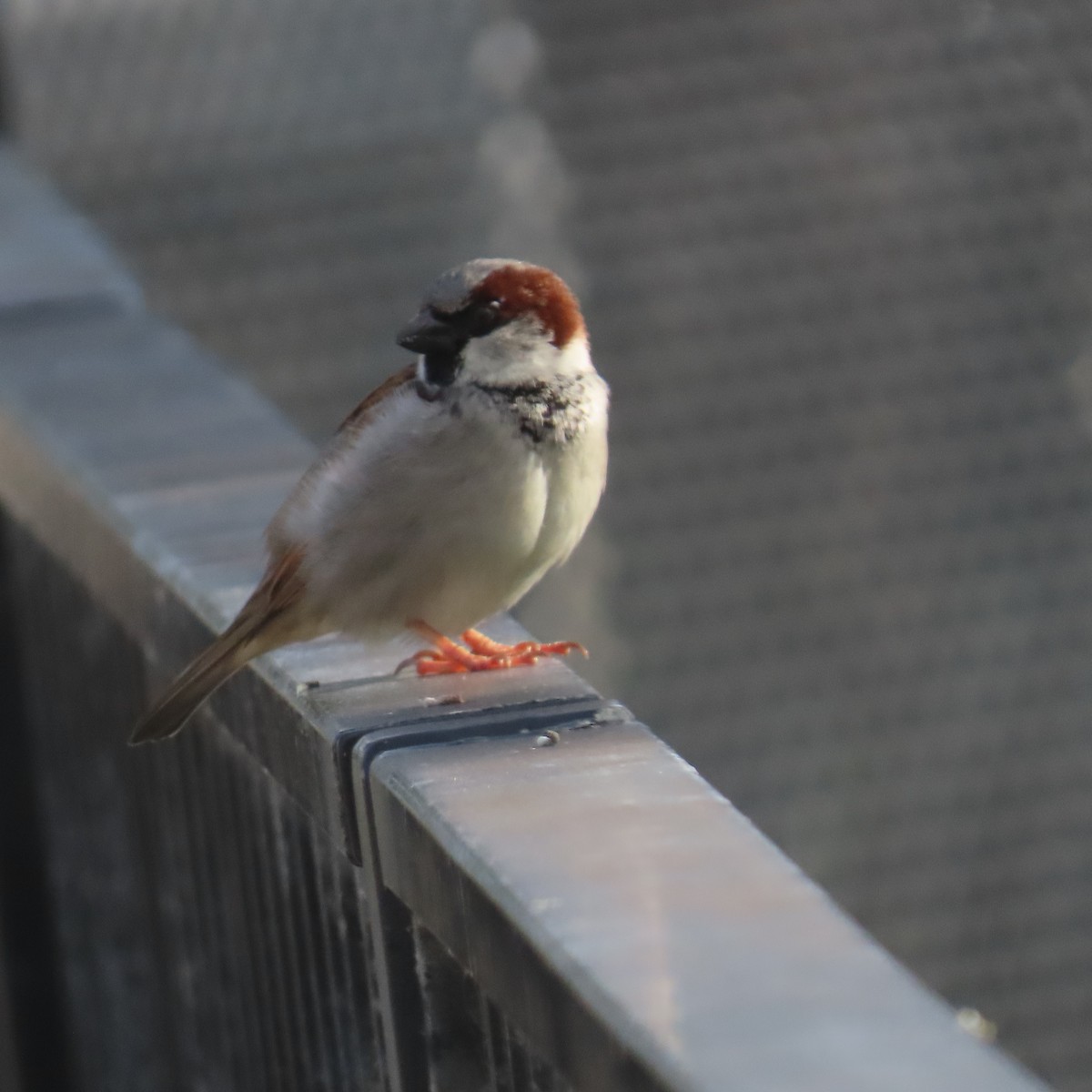 House Sparrow - ML615213959