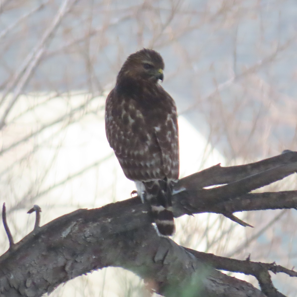 Red-shouldered Hawk - ML615213971