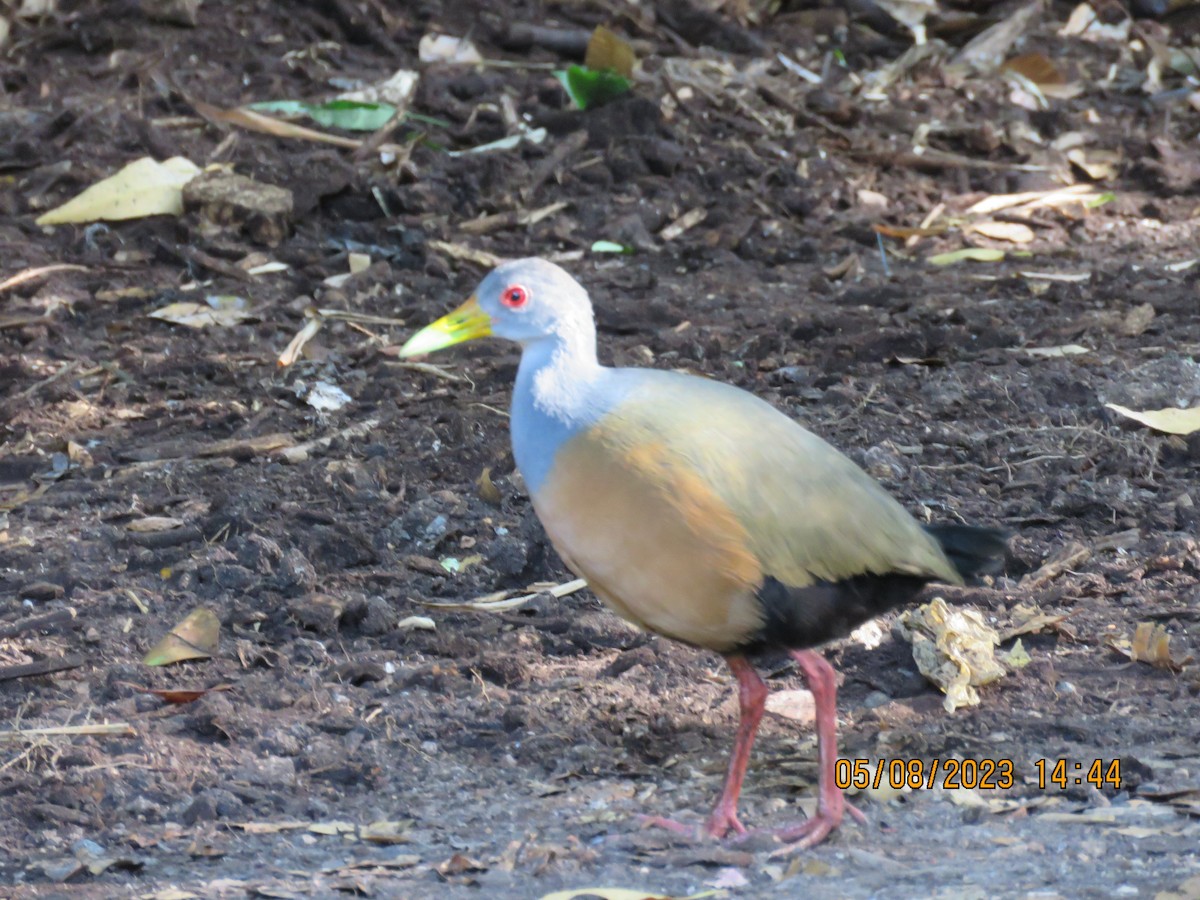 Gray-cowled Wood-Rail - ML615213997