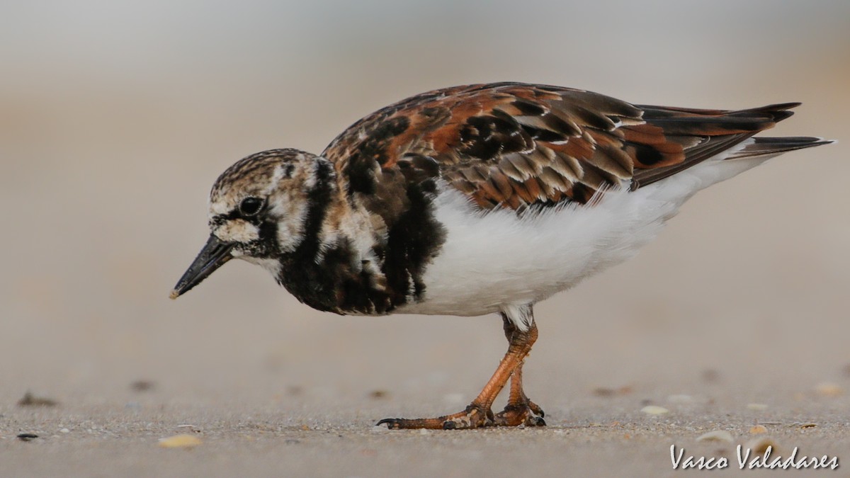 Ruddy Turnstone - ML615214076