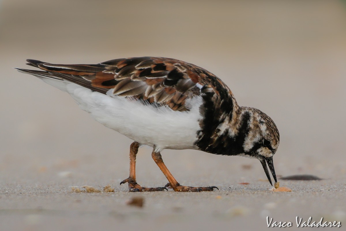 Ruddy Turnstone - ML615214077