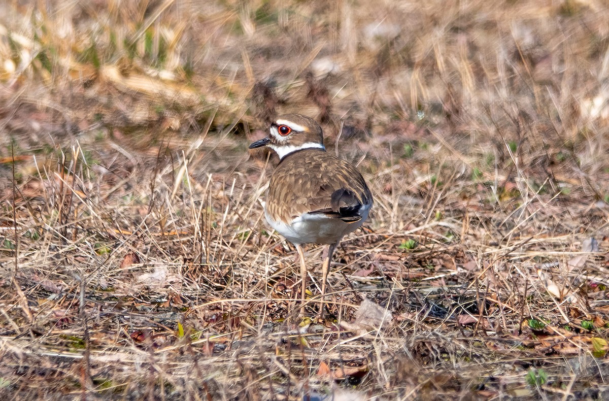 Killdeer - Gale VerHague