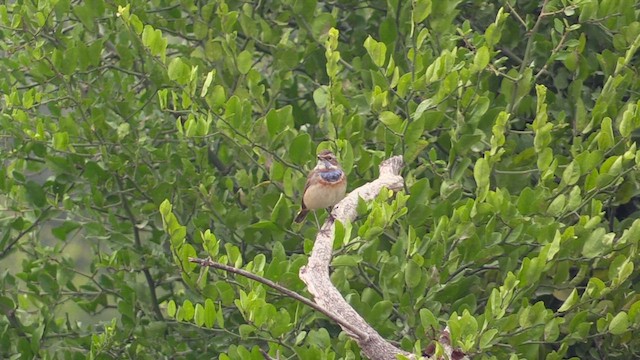 Blaukehlchen - ML615214101