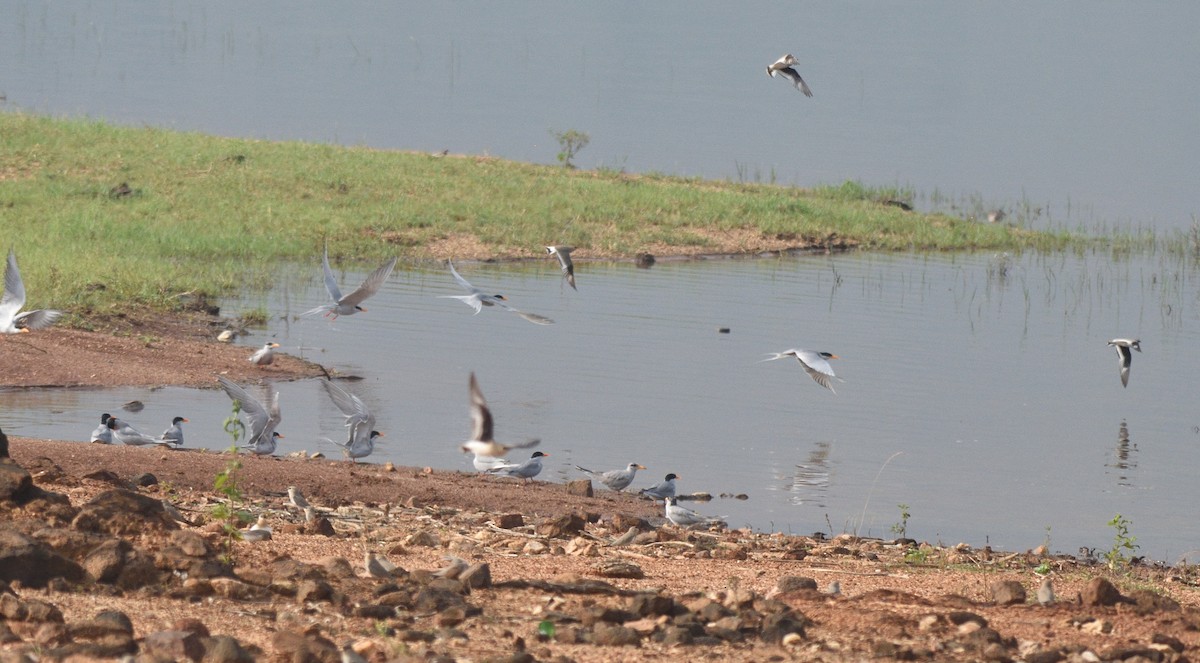 River Tern - ML615214154