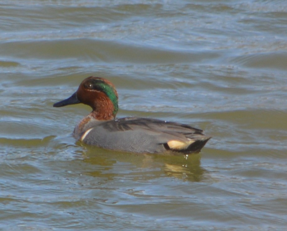 Green-winged Teal - ML615214163