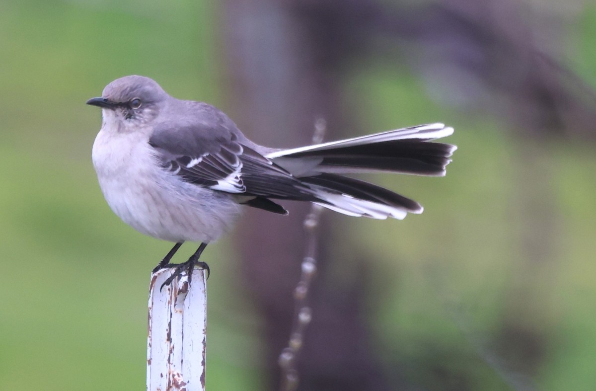 Northern Mockingbird - Robert Keiffer