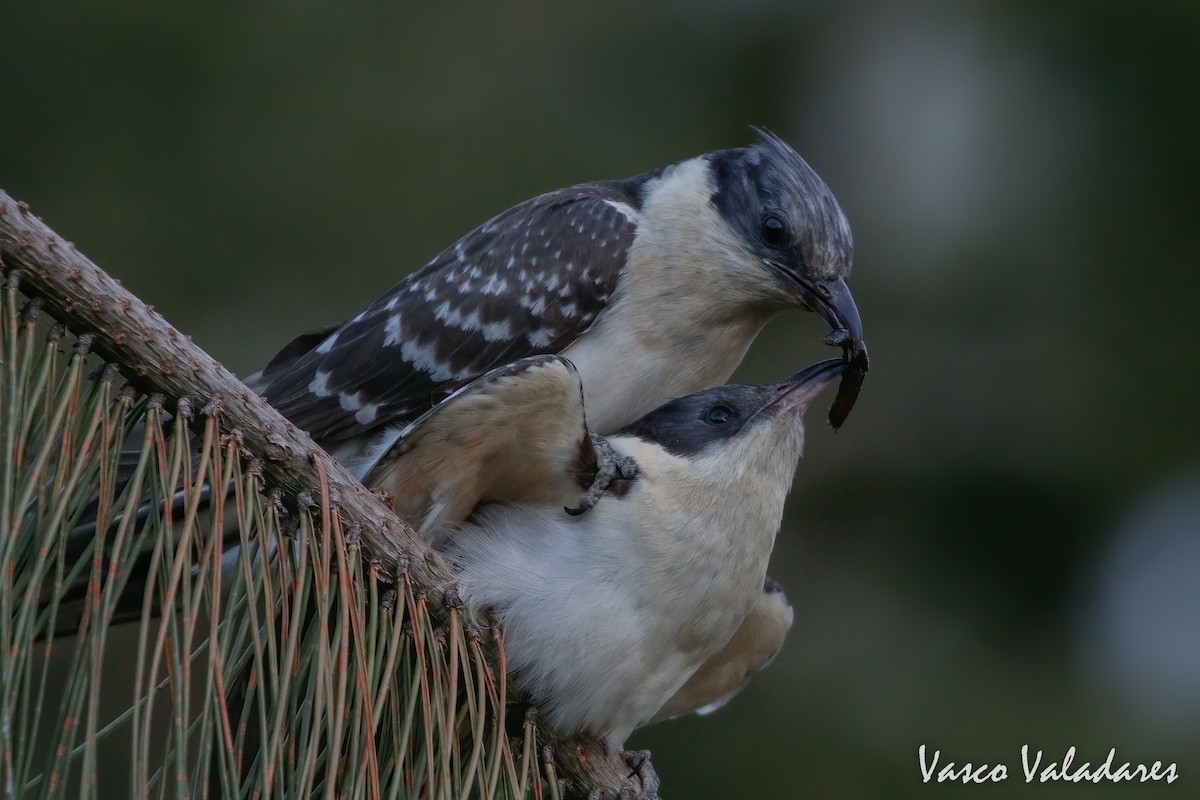 Great Spotted Cuckoo - Vasco Valadares