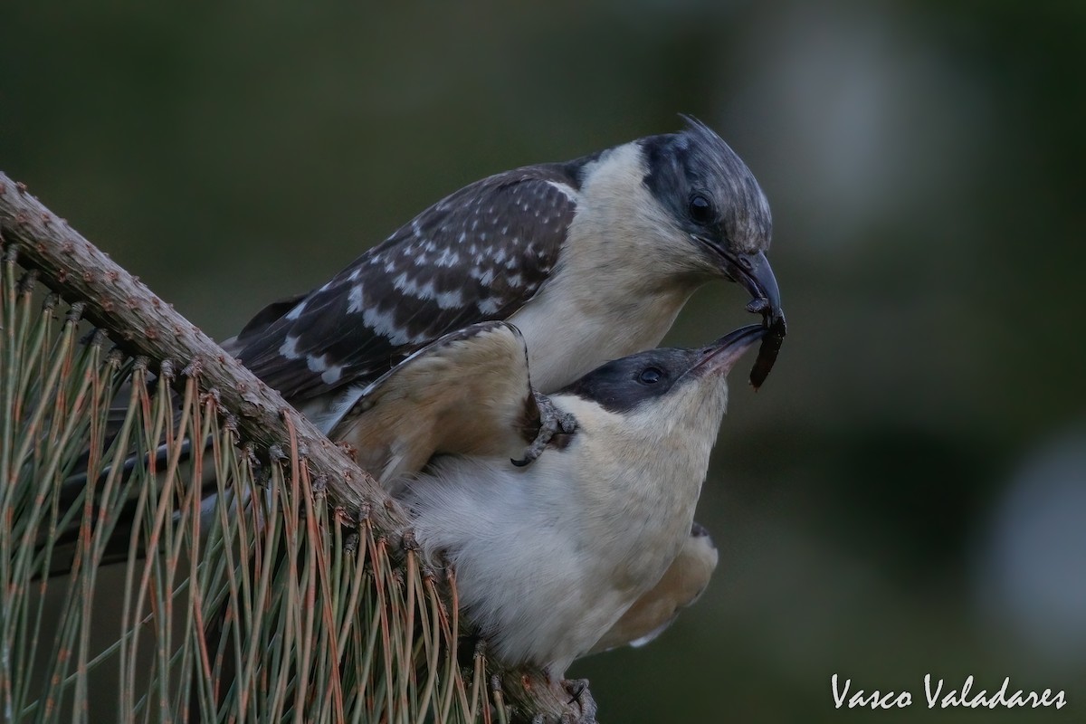 Great Spotted Cuckoo - ML615214175