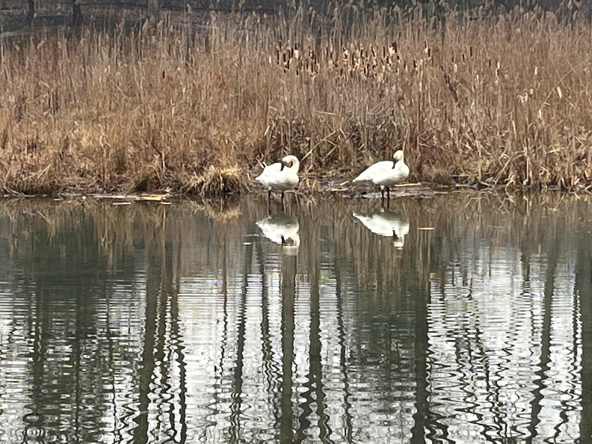 Trumpeter Swan - ML615214227