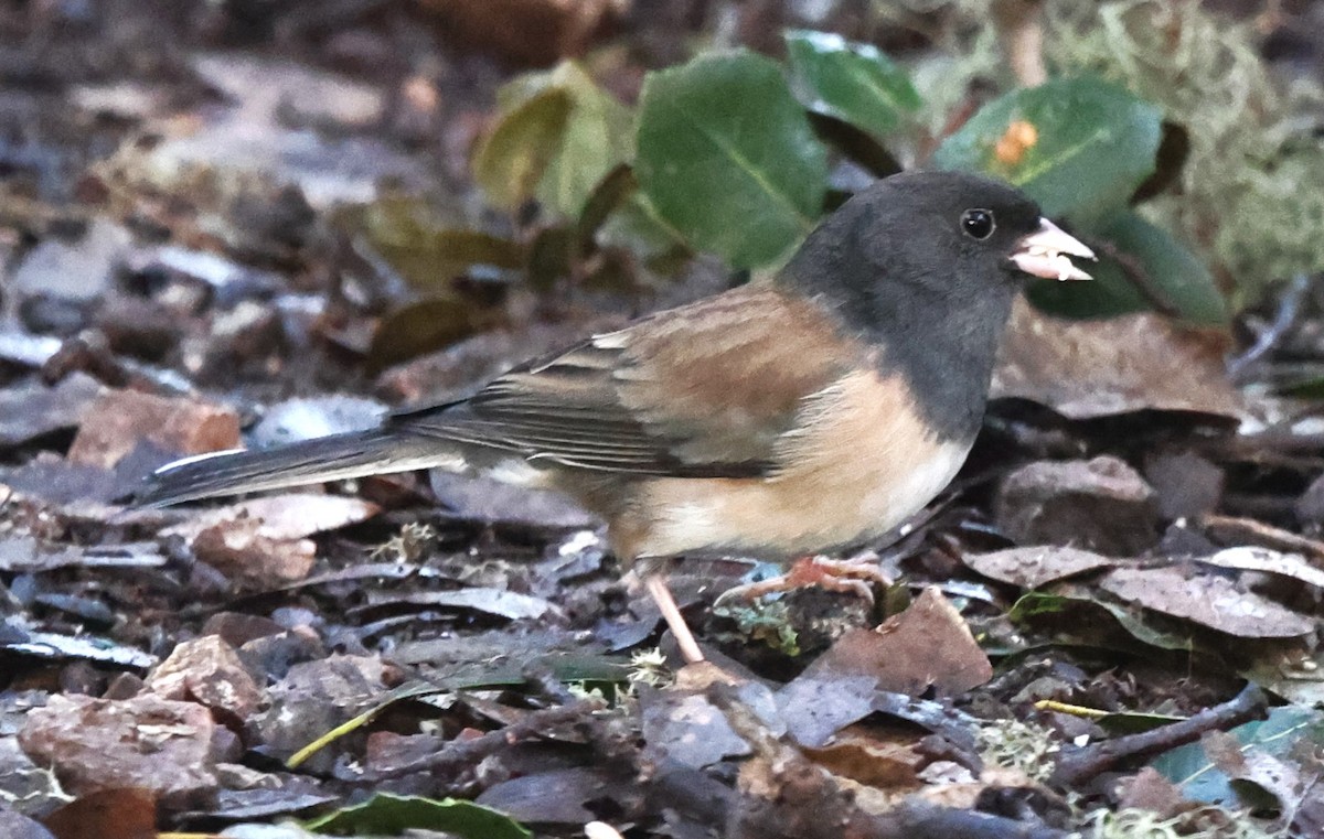 Dark-eyed Junco (Oregon) - ML615214238