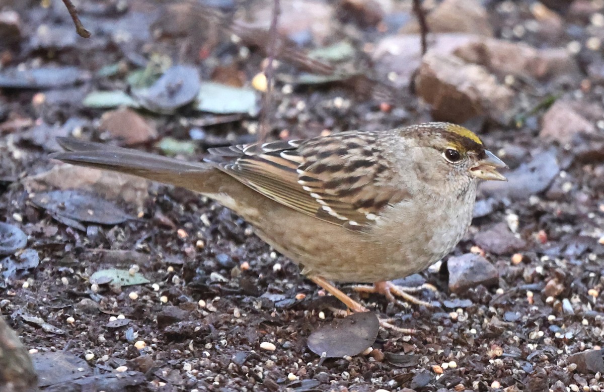 Golden-crowned Sparrow - ML615214245