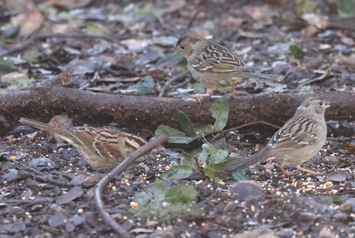 White-throated Sparrow - ML615214249